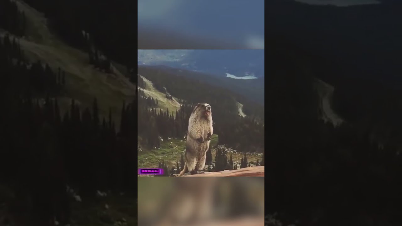 Бобер орет в горах Бобер орет в горах